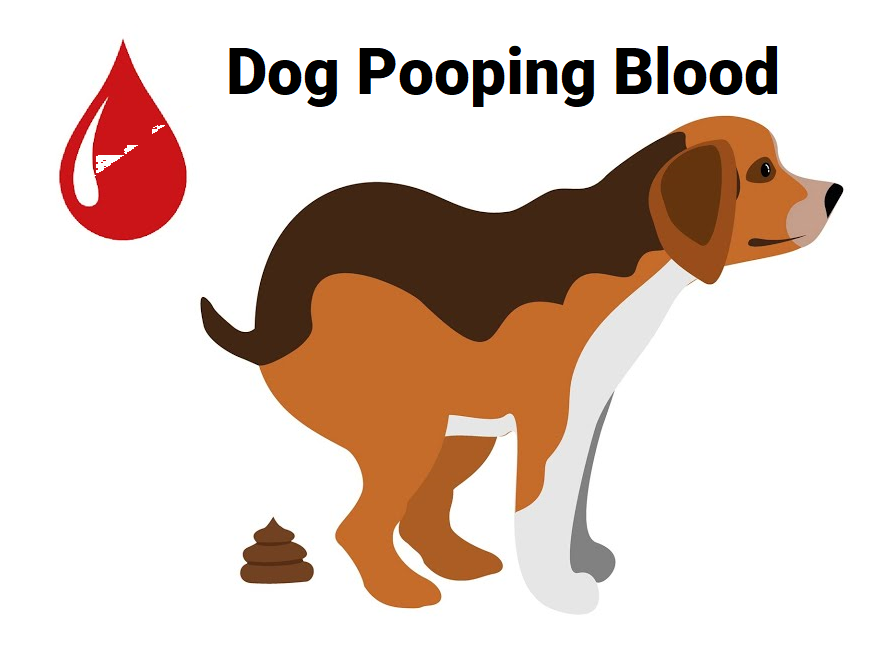 Dog Pooping Blood